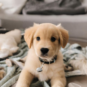 Puppy Preschool: The Essential Training Tips for a Well-Behaved Pooch