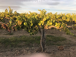 Special Tasting Event - Library Wines and Frizzante', and Wine Club pickup