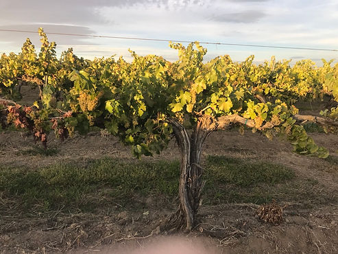 Special Tasting Event - Library Wines and Frizzante', and Wine Club pickup