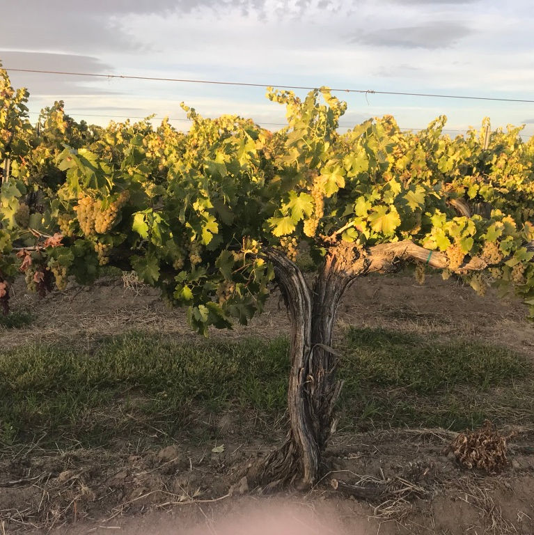 Special Tasting Event - Library Wines and Frizzante', and Wine Club pickup