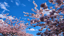cherry blossoms in David Lam Park