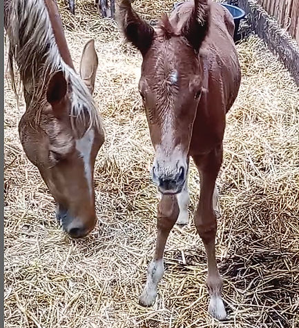 Bildschirmfoto 2025-07-25 um 10.59_edited.jpg