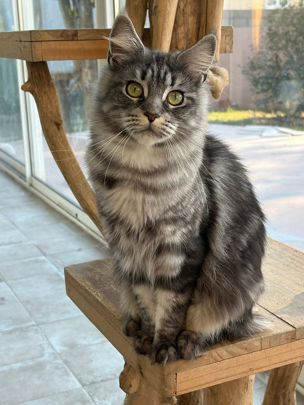 Vanille femelle Maine coon black silver blotched tabby