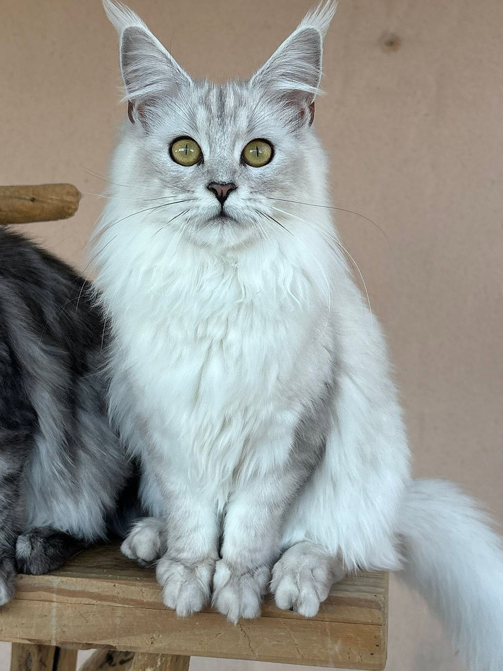 Aloé des Maudor femelle Maine coon Black smoke high