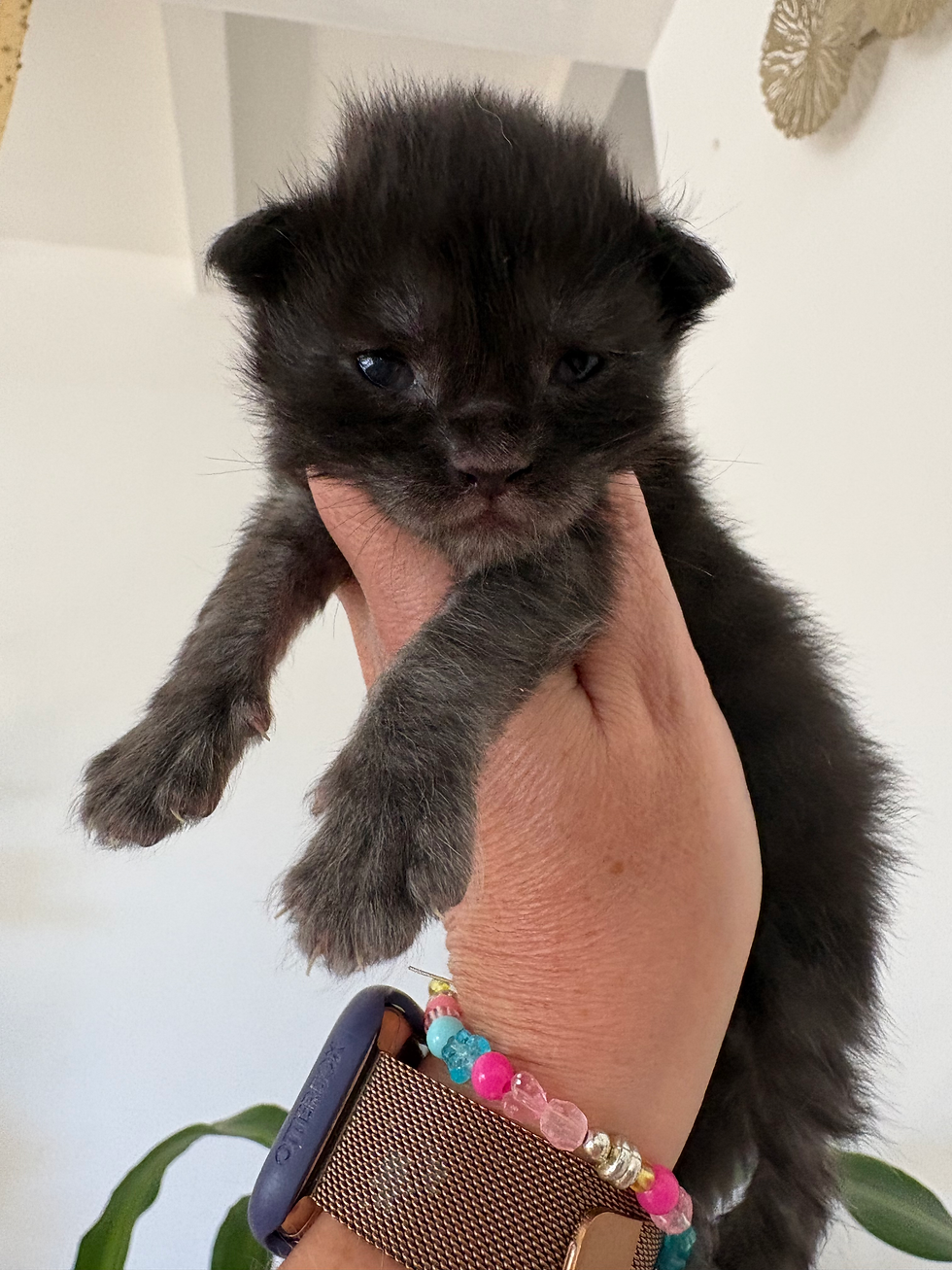 Bianca femelle Maine coon de couleur Black smoke