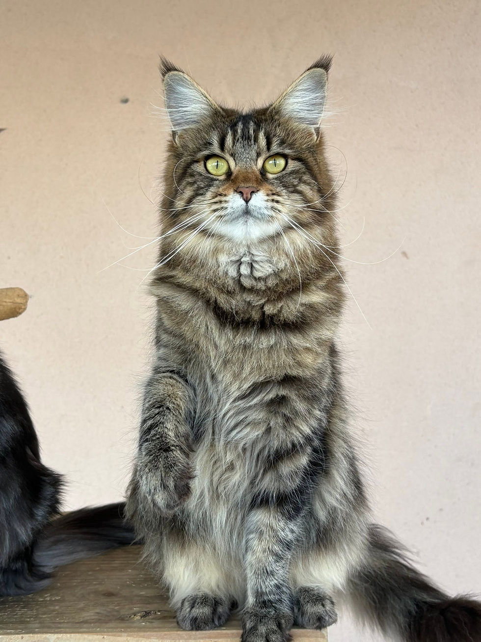Vanaé femelle Maine coon brown blotched tabby