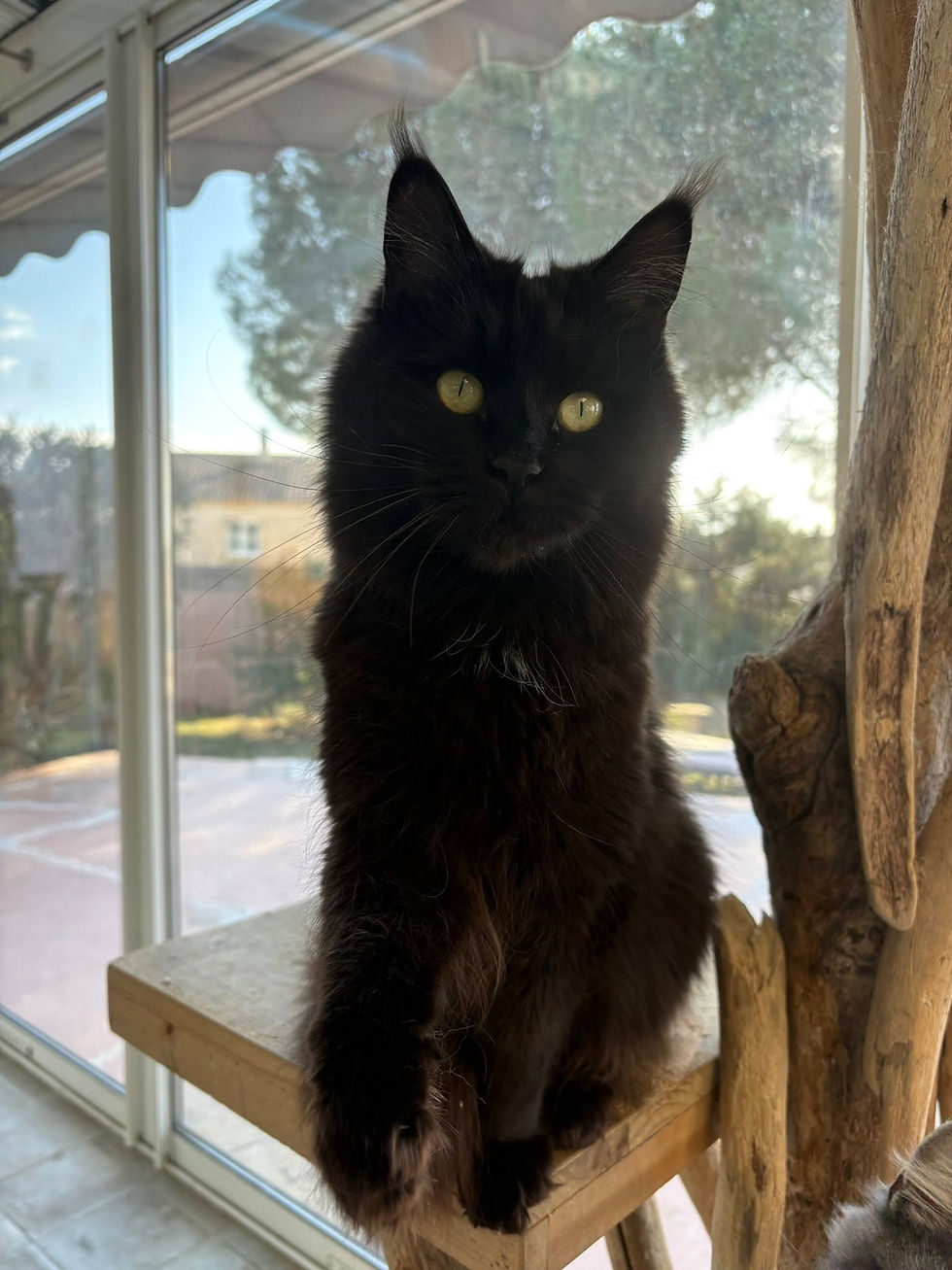 Tourmalyne femelle Maine coon de couleur black