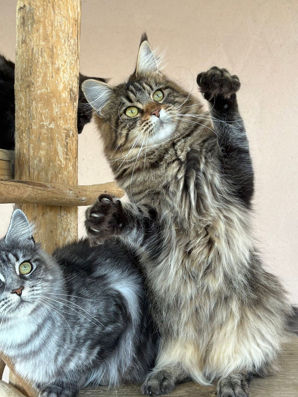Vanaé femelle Maine coon brown blotched tabby