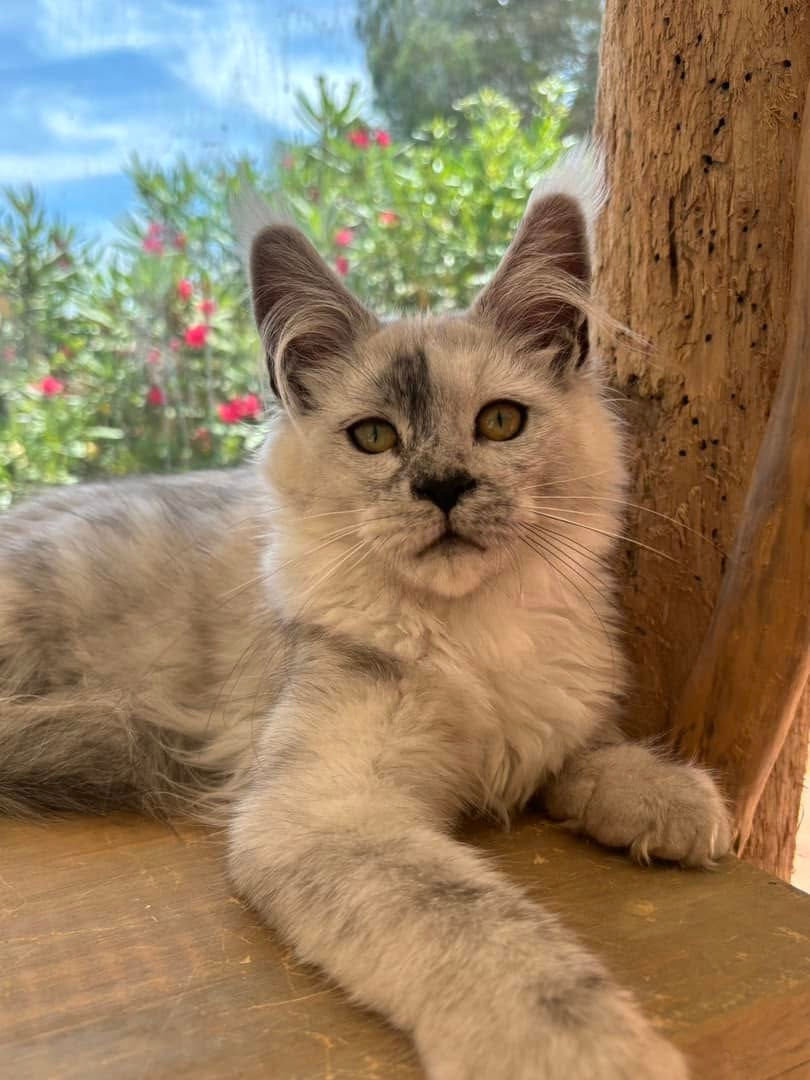 Vahiné femelle Maine coon black smoke high