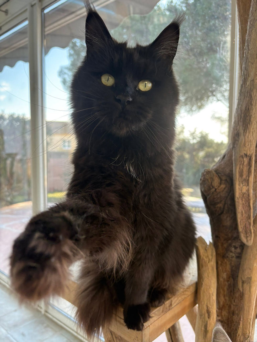 Tourmalyne femelle Maine coon de couleur black