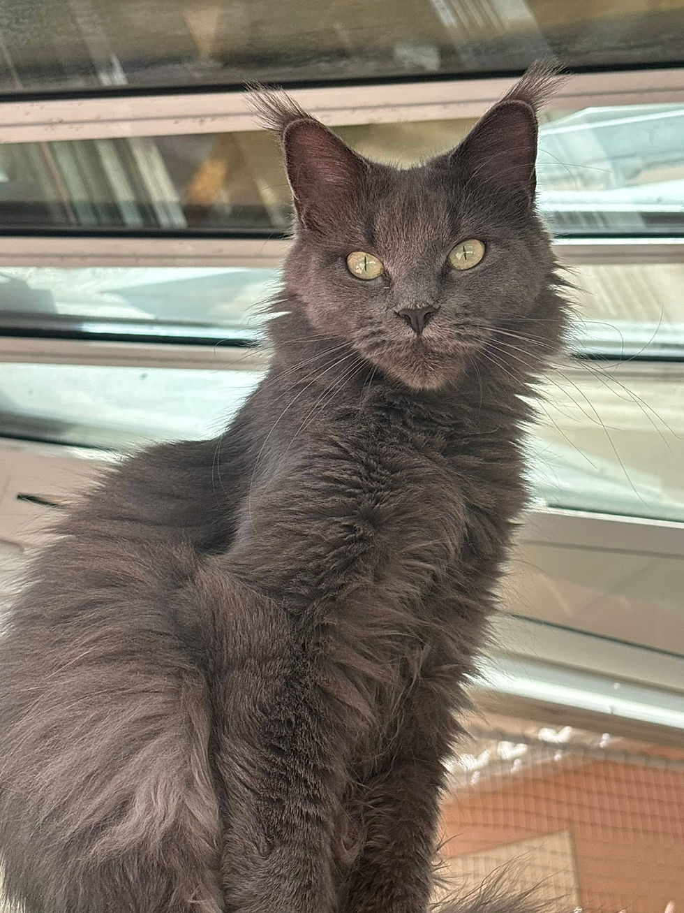 Uméa femelle Maine coon blue smoke