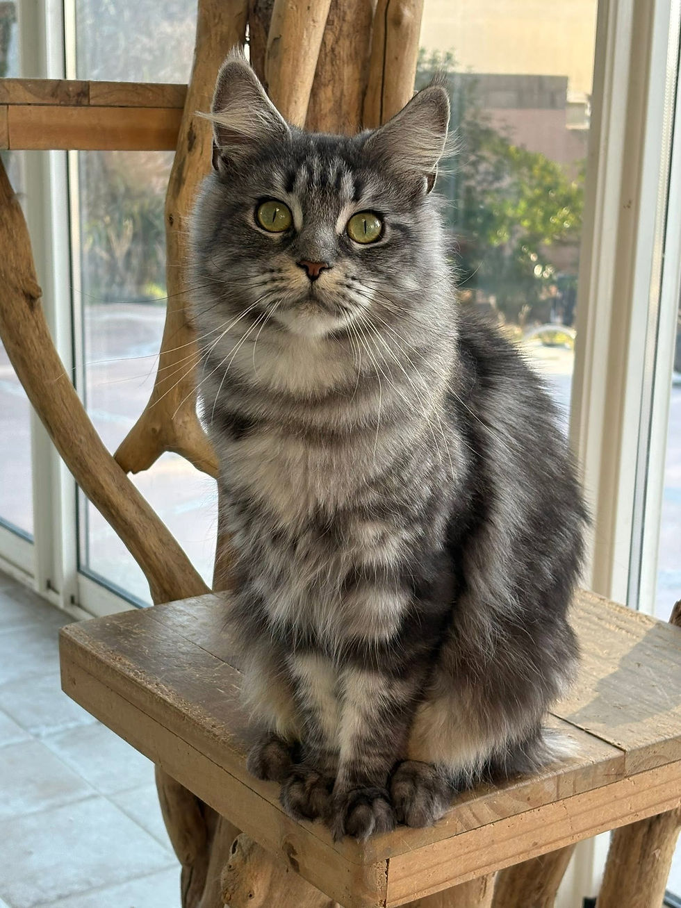 Vanille femelle Maine coon black silver blotched tabby