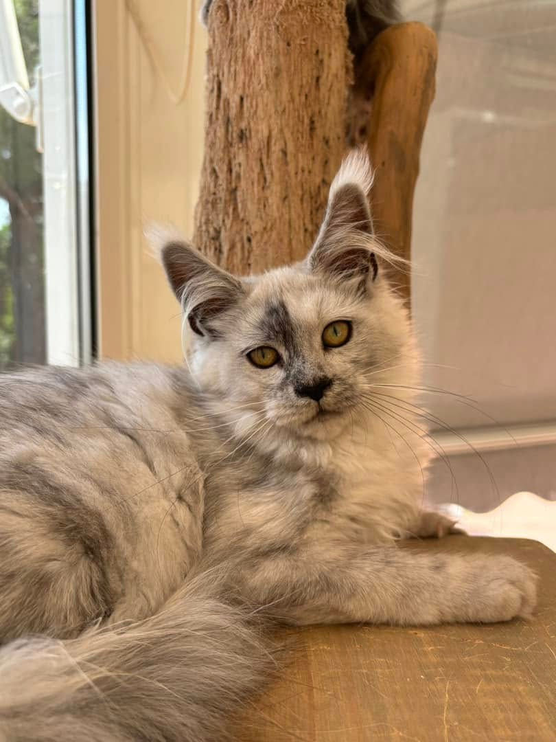 Vahiné femelle Maine coon black smoke high