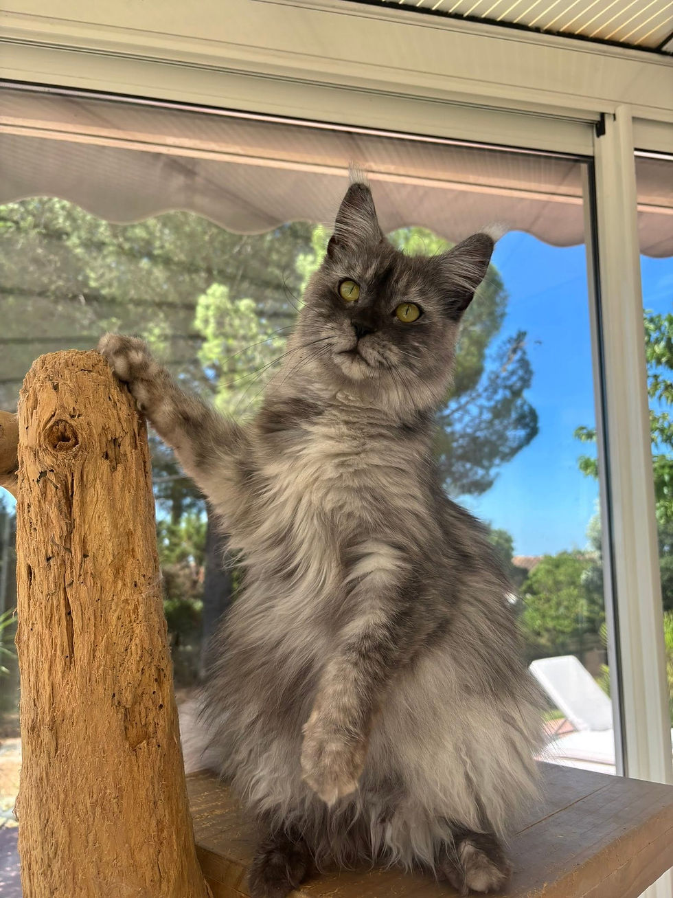 Ummie femelle Maine coon black smoke