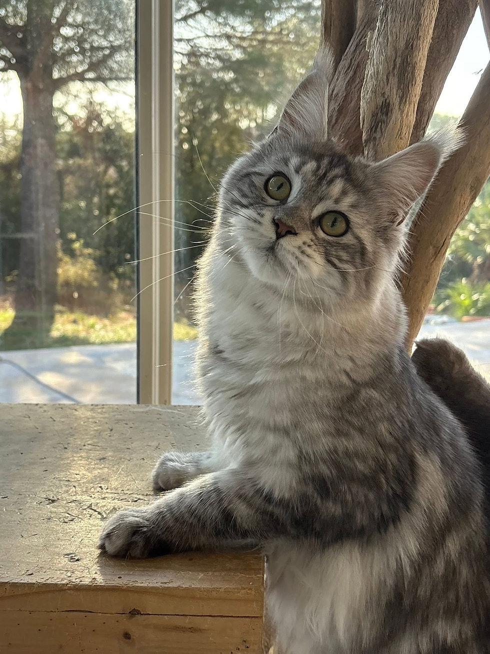 Anaé femelle Maine coon black silver blotched tabby