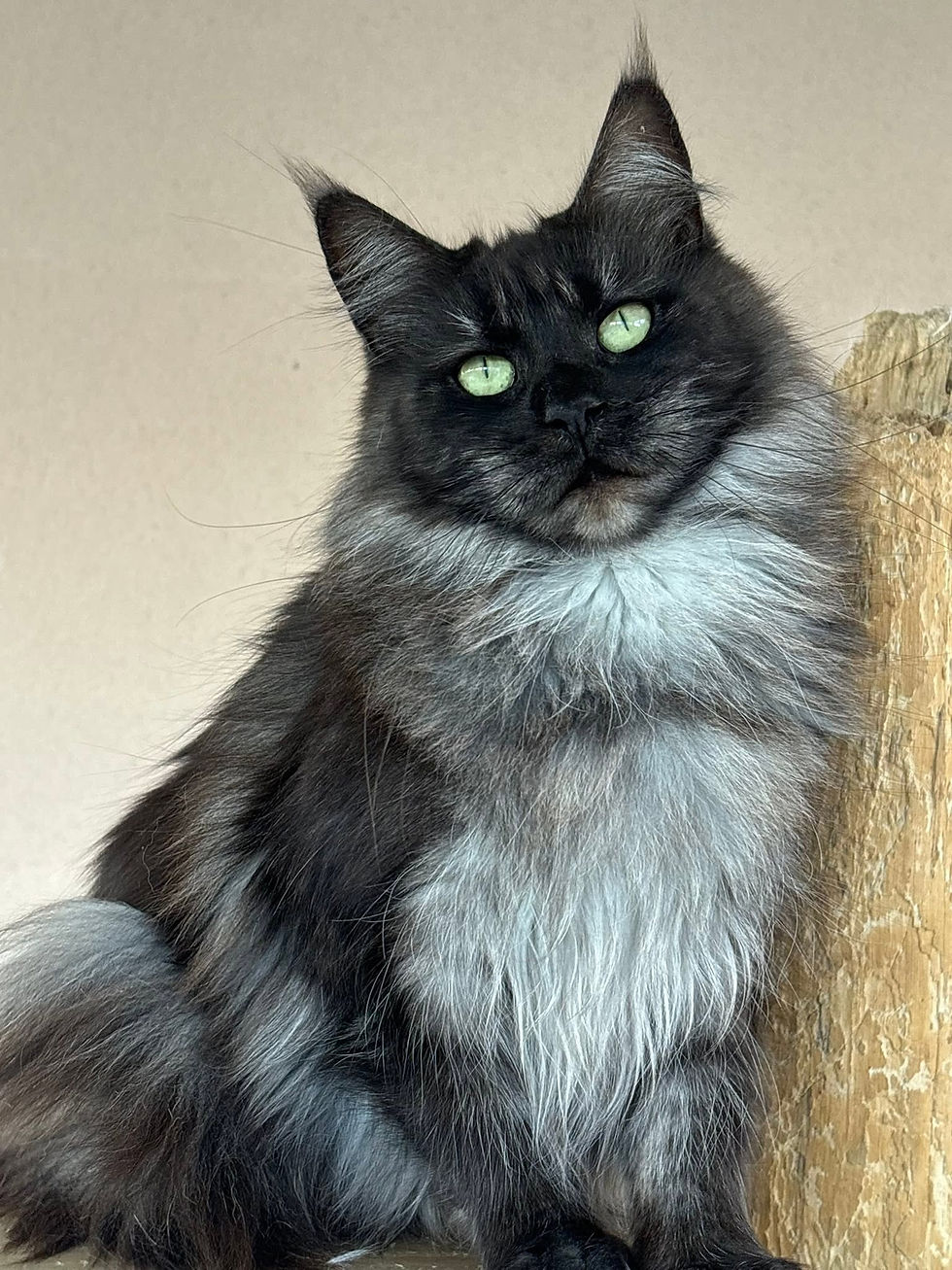 Seleste du Clos d'Hyperion