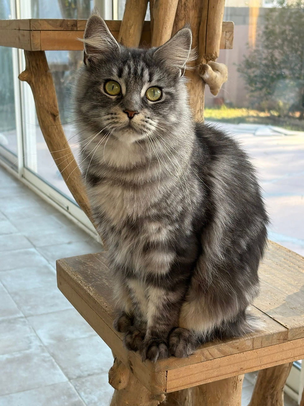 Vanille femelle Maine coon black silver blotched tabby