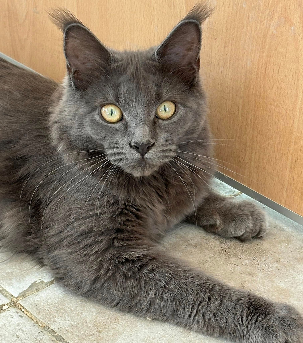 Uméa femelle Maine coon blue smoke