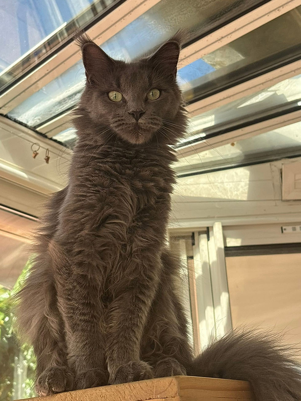 Uméa femelle Maine coon blue smoke