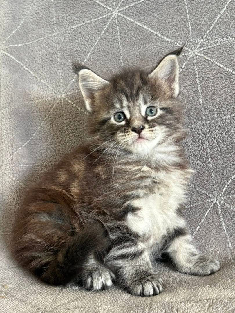Asmée des Maudor Femelle Maine coon brown blotched tabby