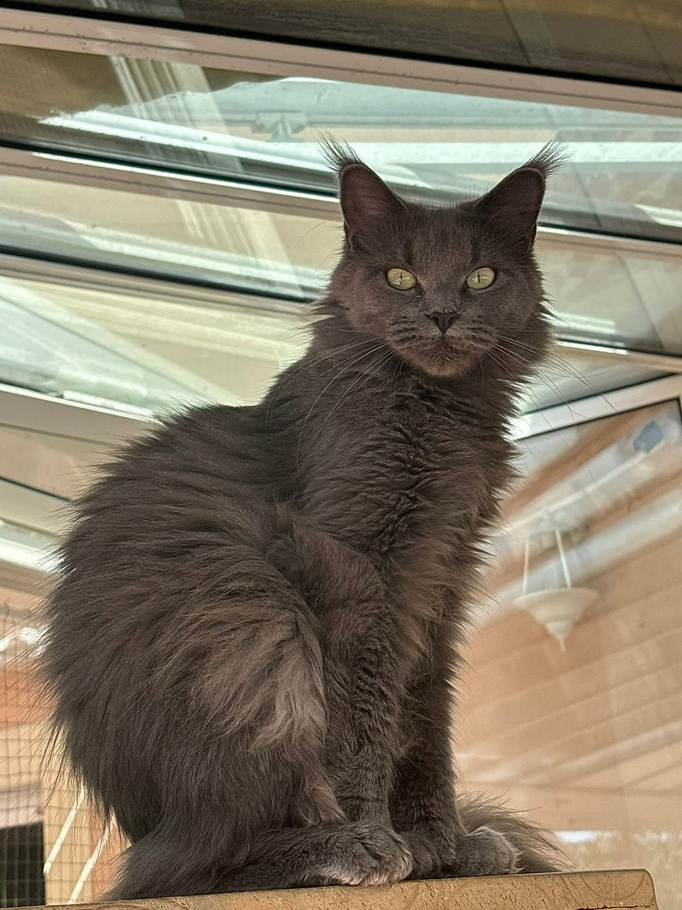 Uméa femelle Maine coon blue smoke