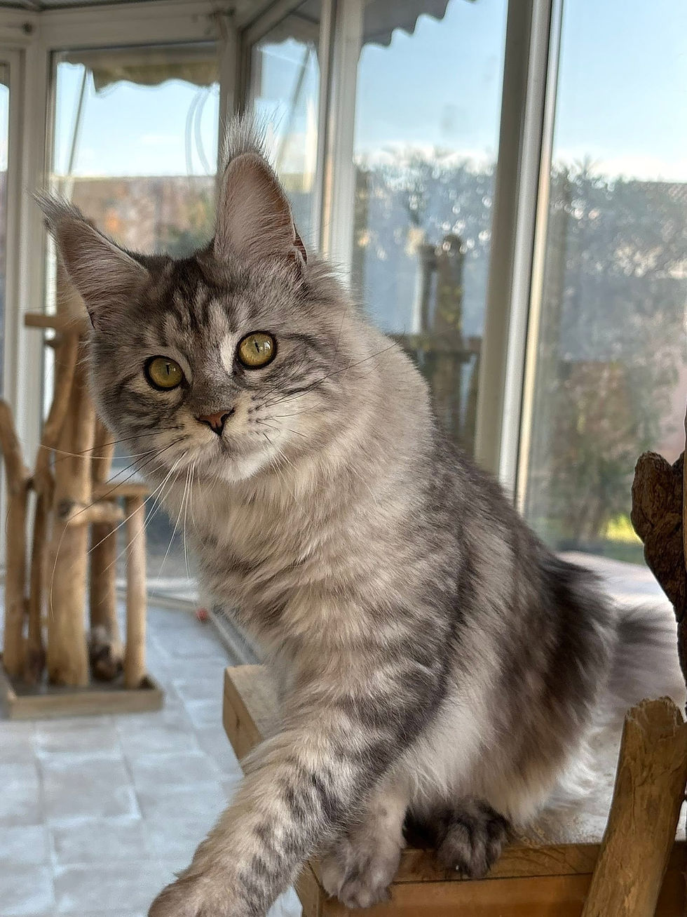 Anaé femelle Maine coon black silver blotched tabby