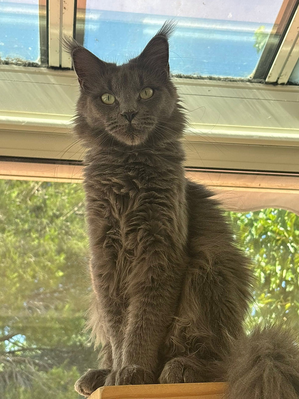 Uméa femelle Maine coon blue smoke