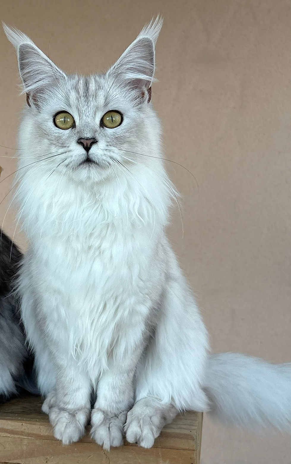 Aloé des Maudor femelle Maine coon Black smoke high