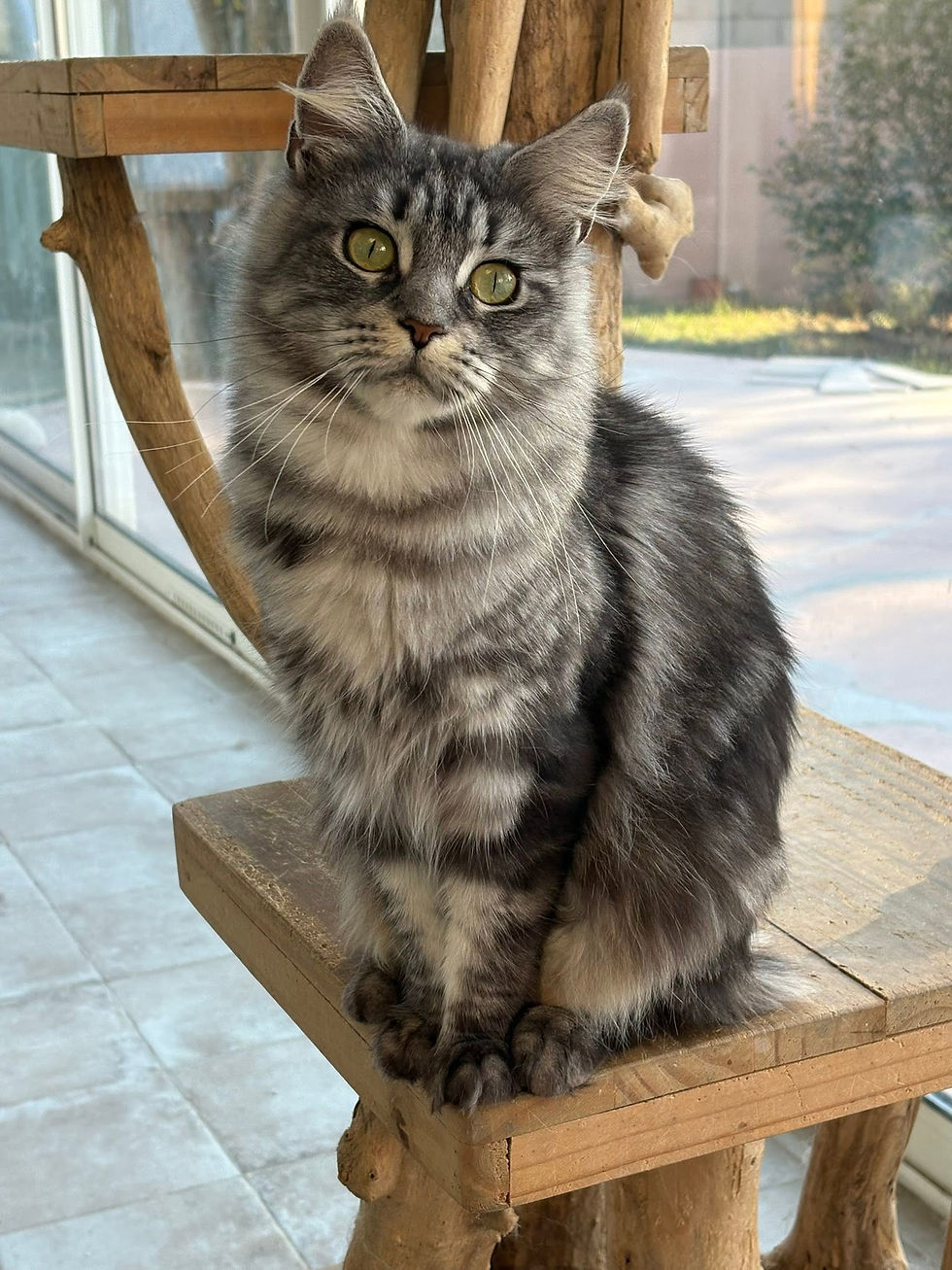 Vanille femelle Maine coon black silver blotched tabby