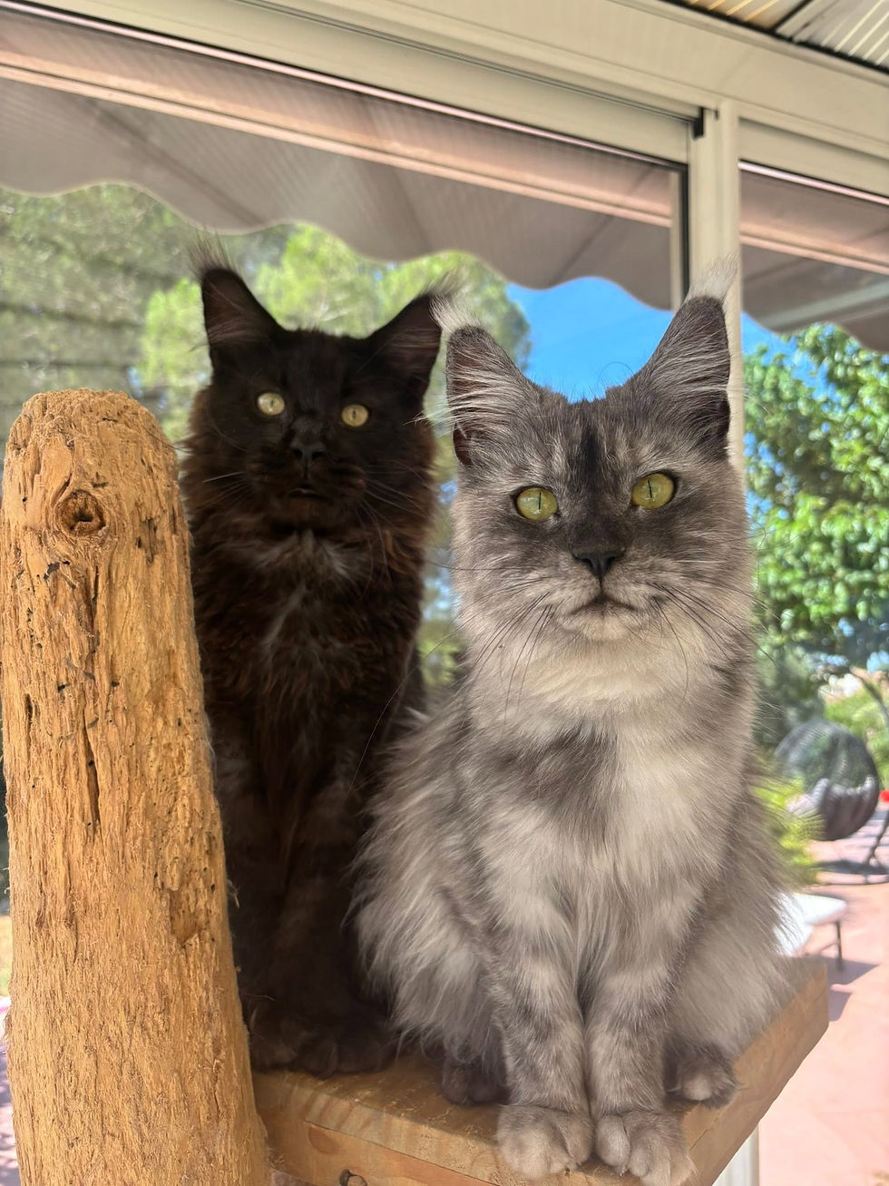 Ummie femelle Maine coon black smoke