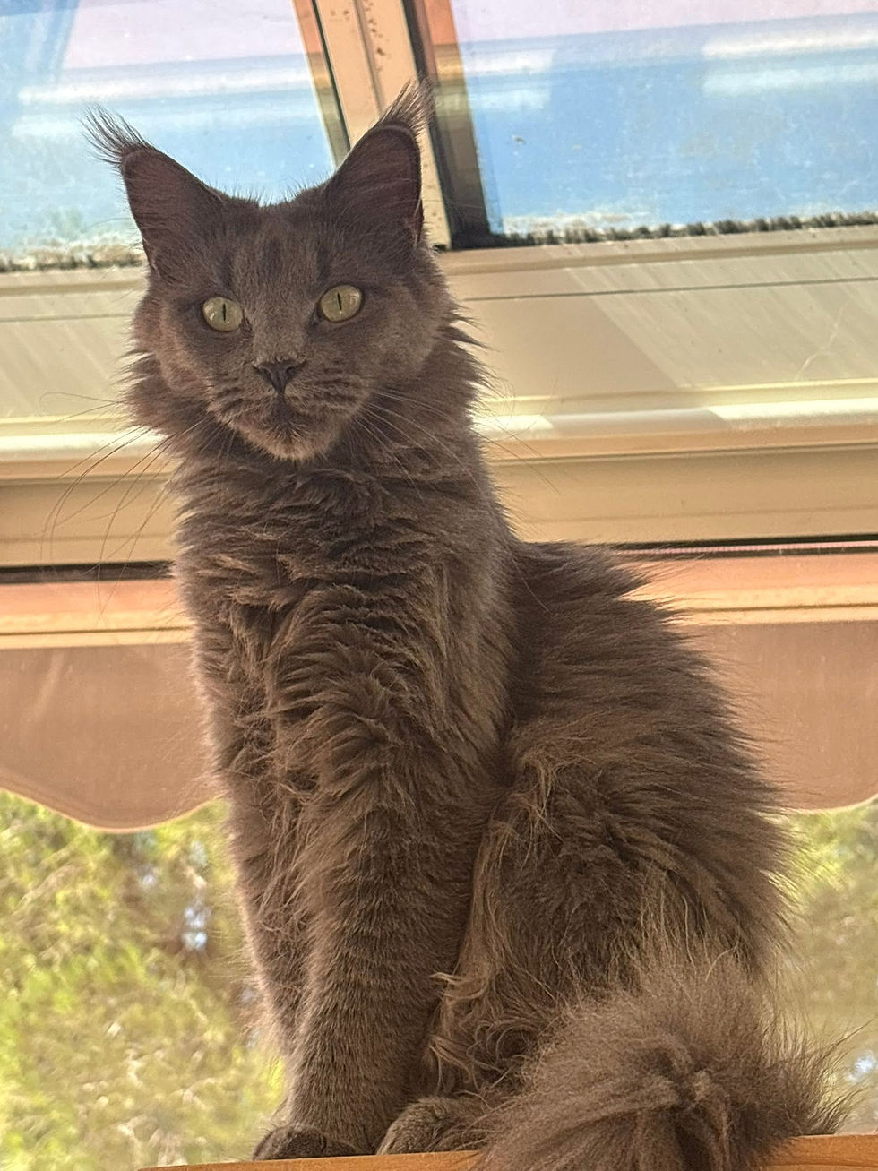 Uméa femelle Maine coon blue smoke