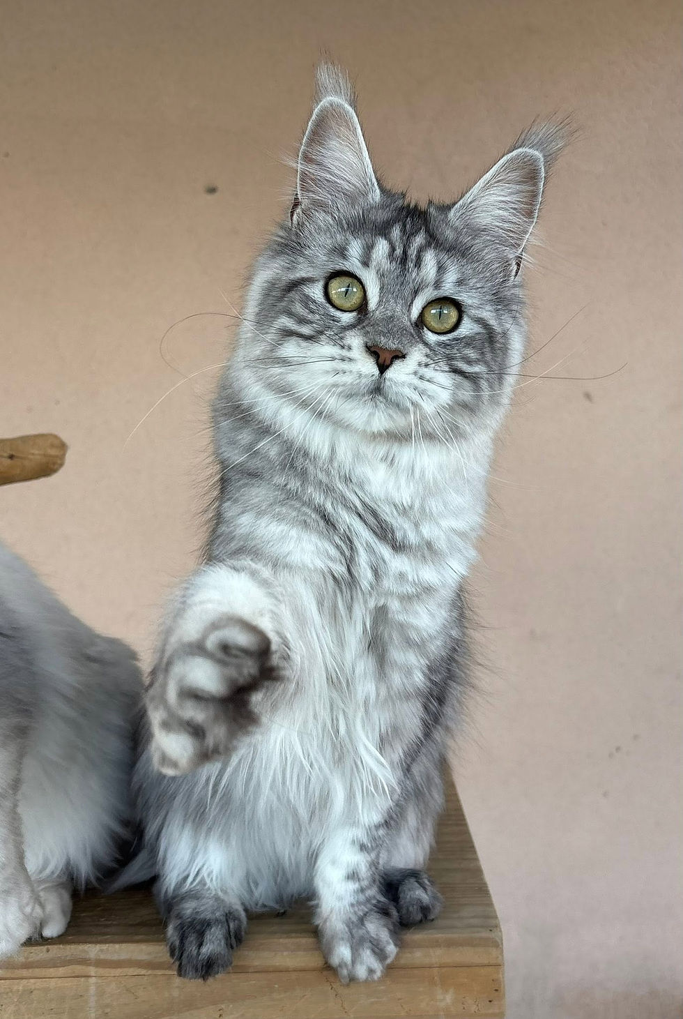 Anaé femelle Maine coon black silver blotched tabby
