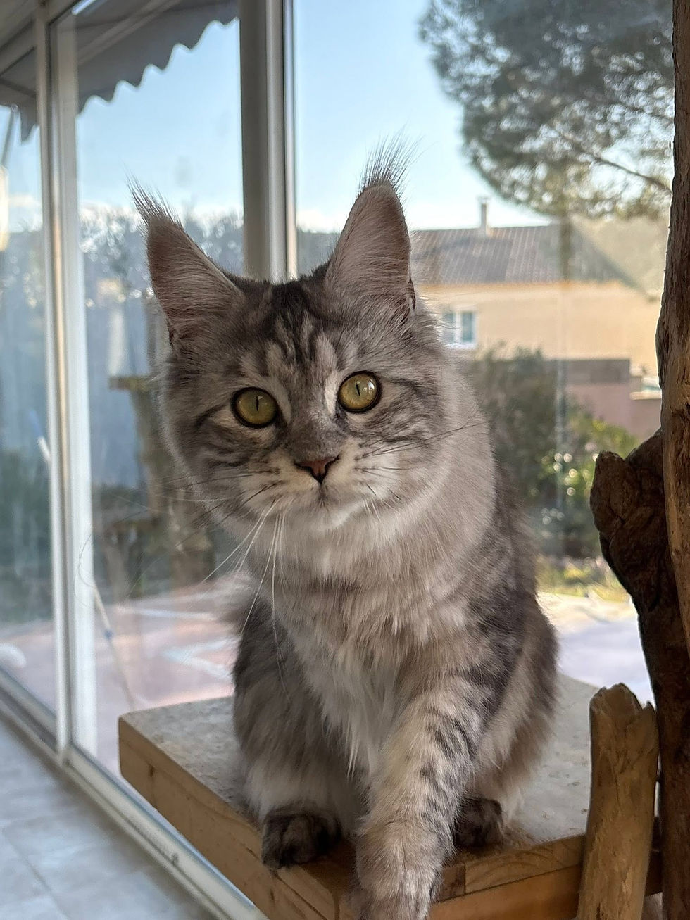 Anaé femelle Maine coon black silver blotched tabby