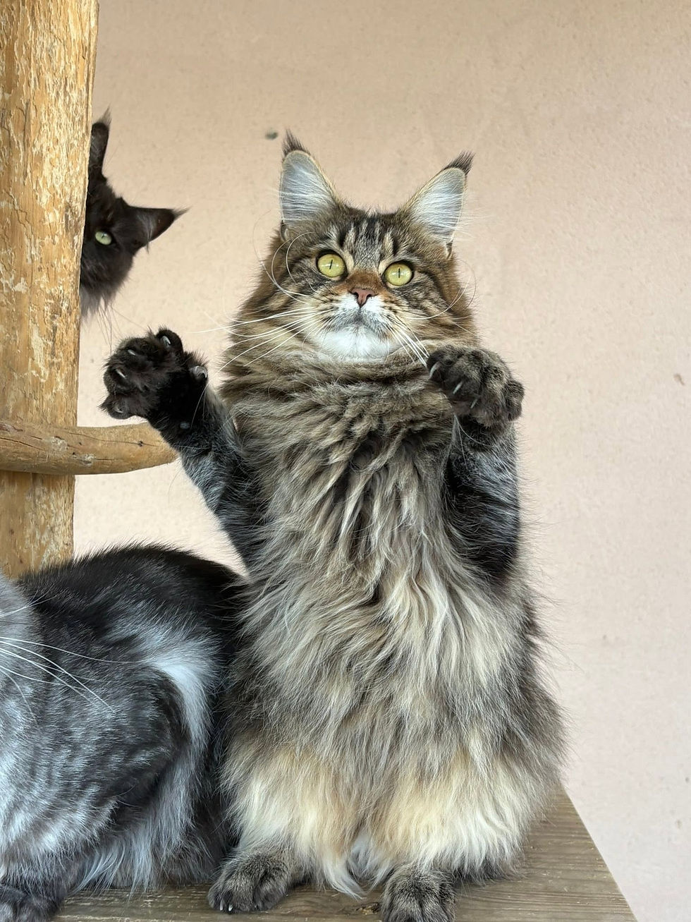 Vanaé femelle Maine coon brown blotched tabby