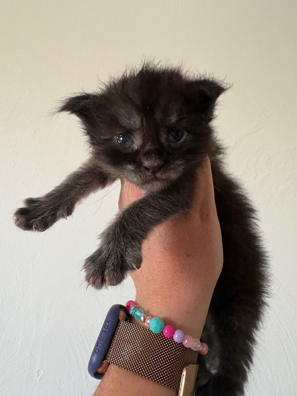 Bella femelle Maine coon de couleur Black smoke
