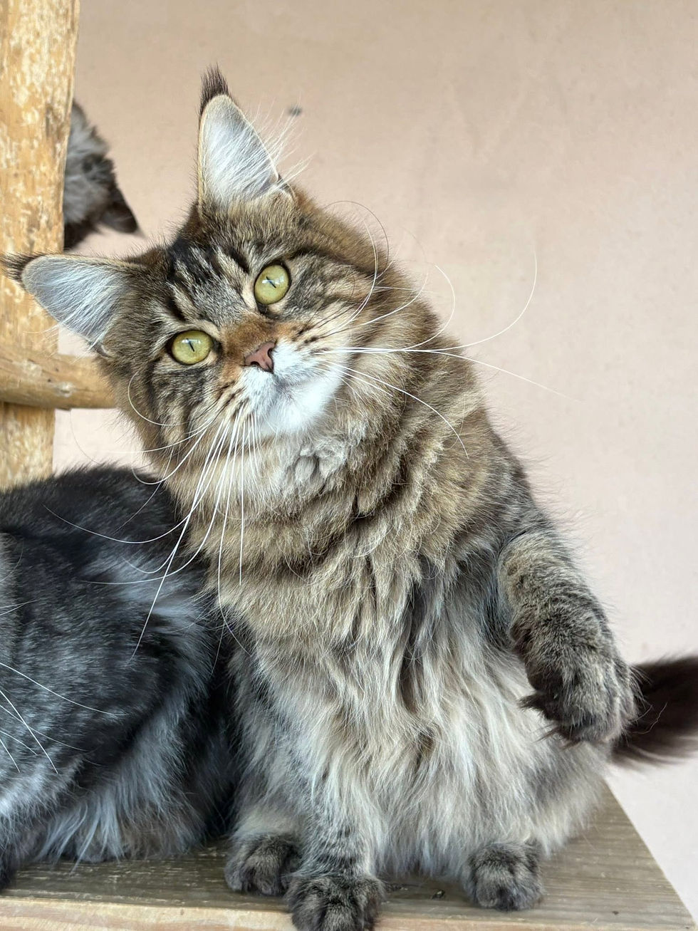 Vanaé femelle Maine coon brown blotched tabby