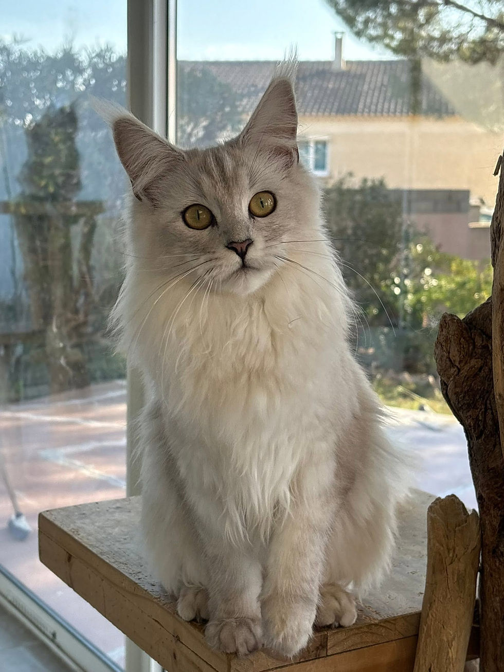 Aloé des Maudor femelle Maine coon Black smoke high