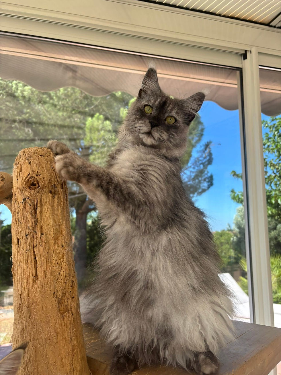 Ummie femelle Maine coon black smoke