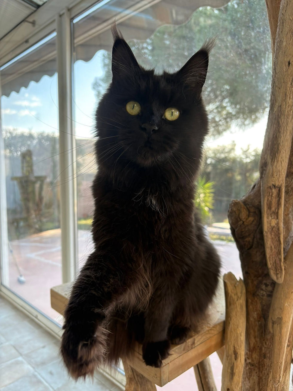Tourmalyne femelle Maine coon de couleur black