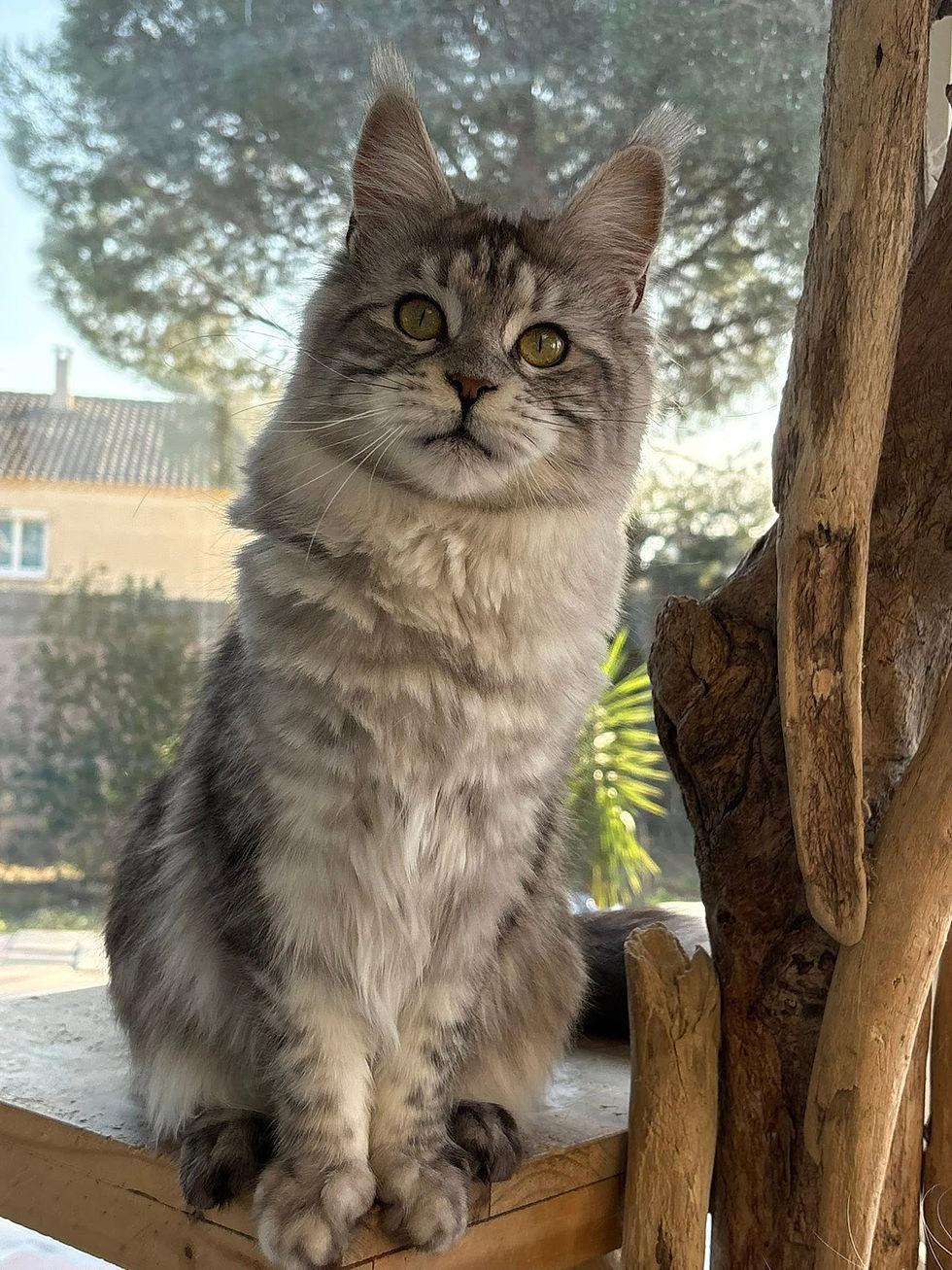 Anaé femelle Maine coon black silver blotched tabby