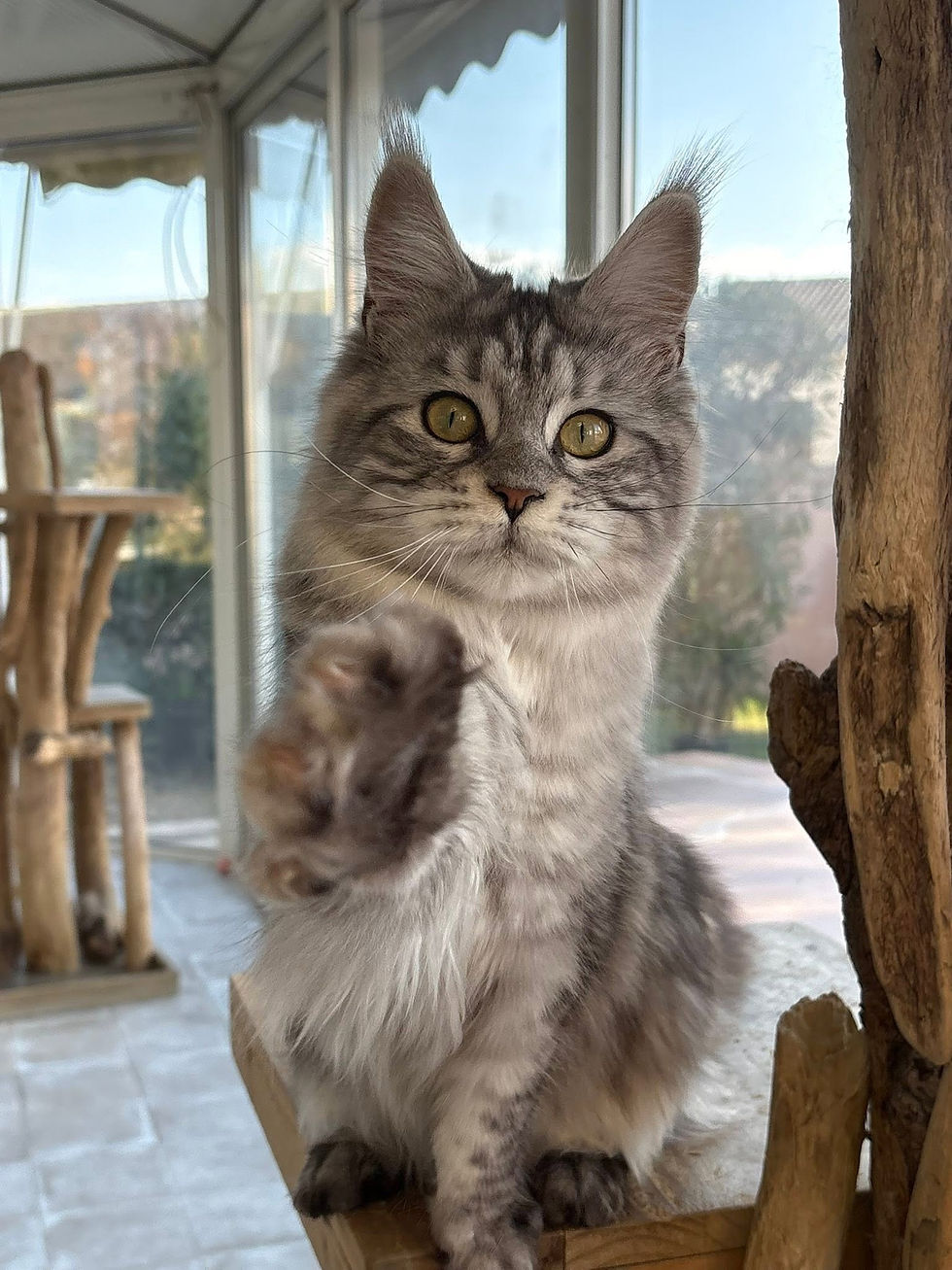 Anaé femelle Maine coon black silver blotched tabby