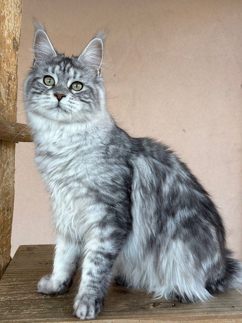 Anaé femelle Maine coon black silver blotched tabby