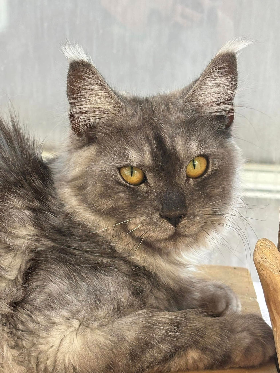 Ummie femelle Maine coon black smoke