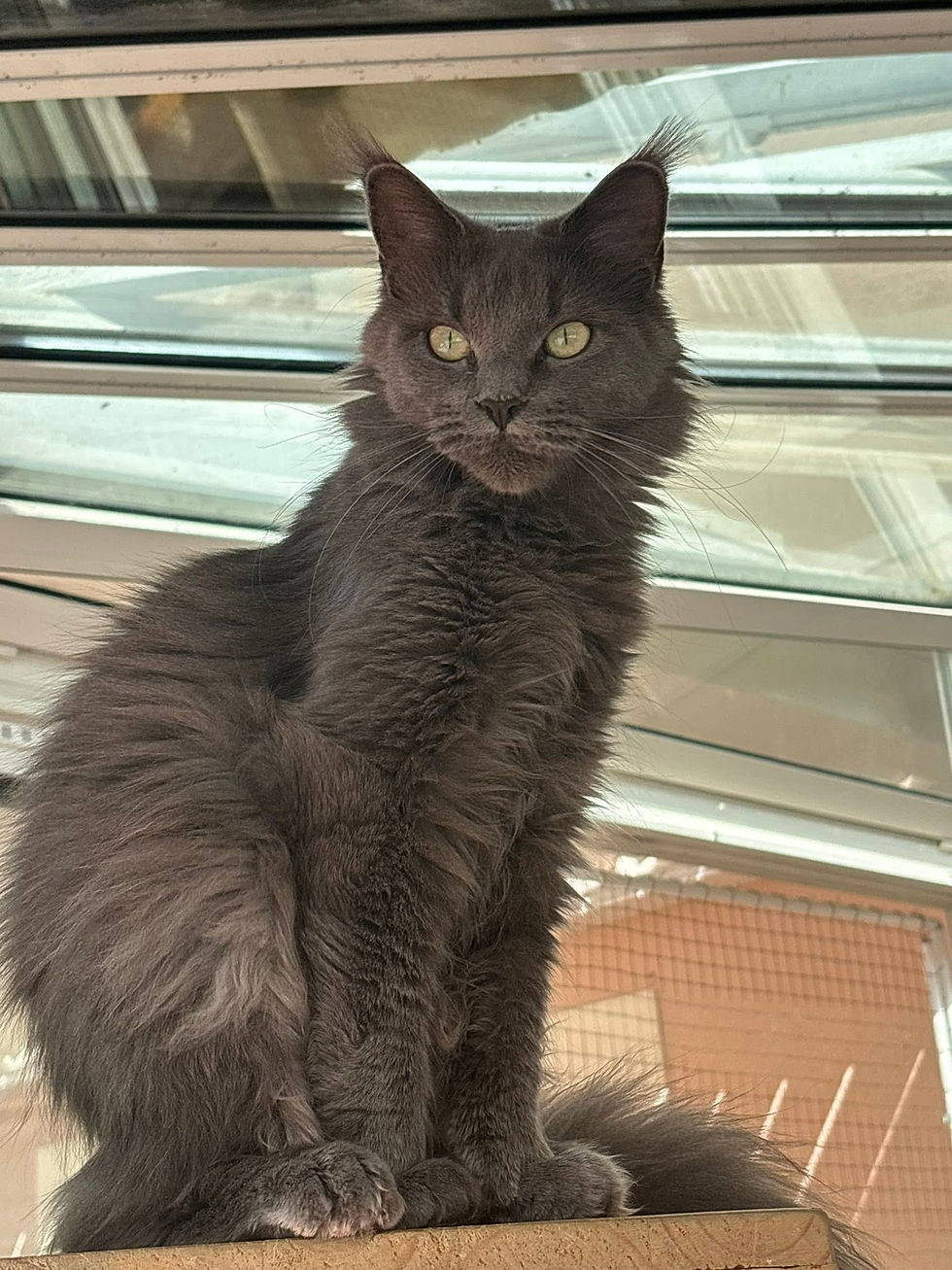 Uméa femelle Maine coon blue smoke