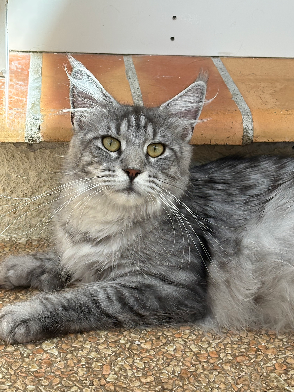 Aliséa PP des Maudor femelle Maine coon Black silver mackerel tabby