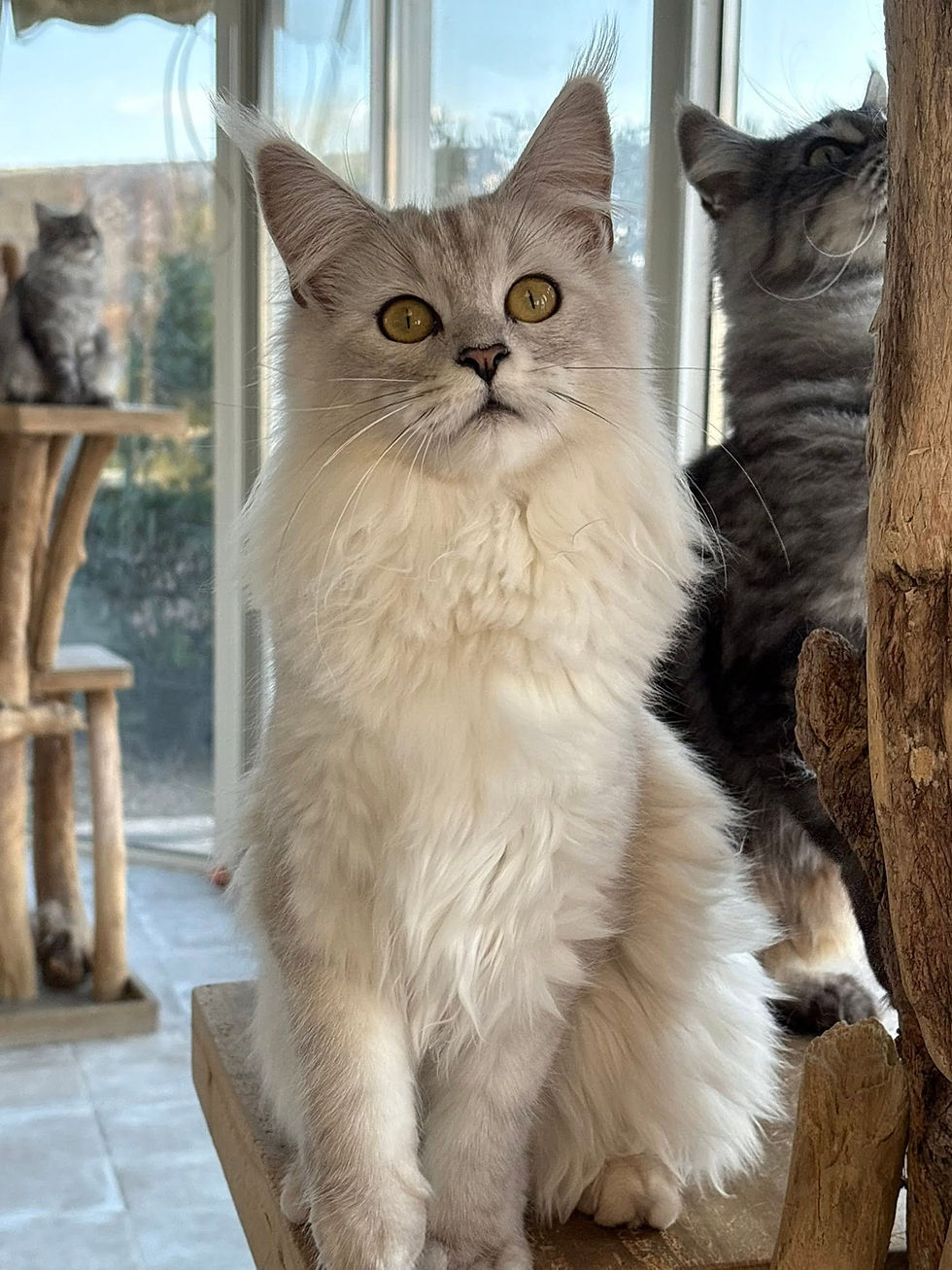 Aloé des Maudor femelle Maine coon Black smoke high