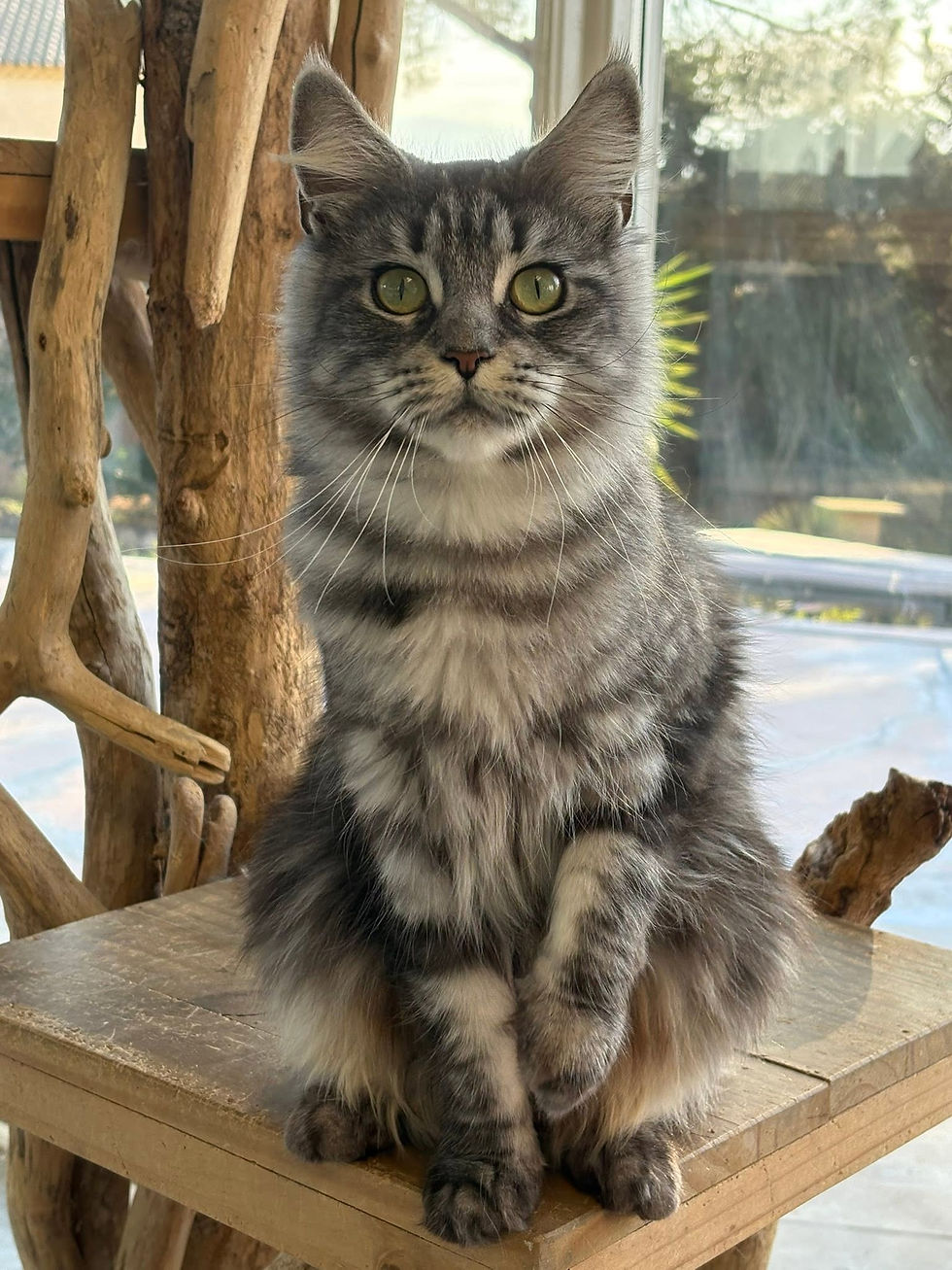 Vanille femelle Maine coon black silver blotched tabby