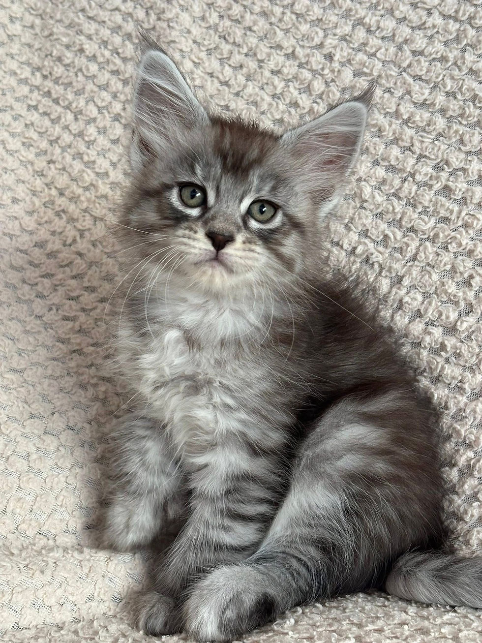 Aliséa des Maudor femelle Maine coon polydactyle Black silver mackerel tabby