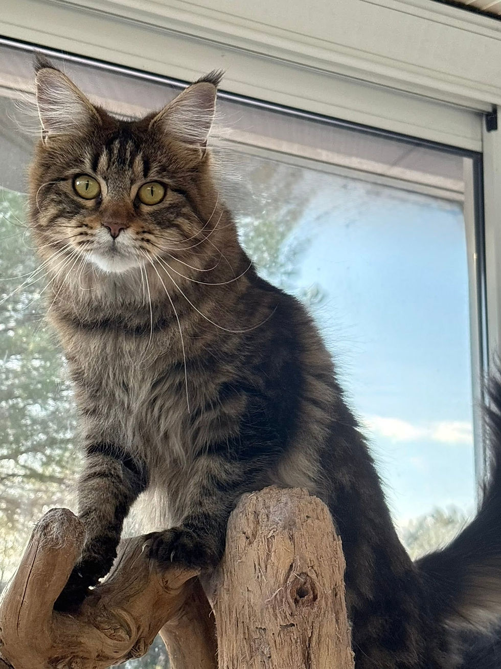 Vanaé femelle Maine coon brown blotched tabby