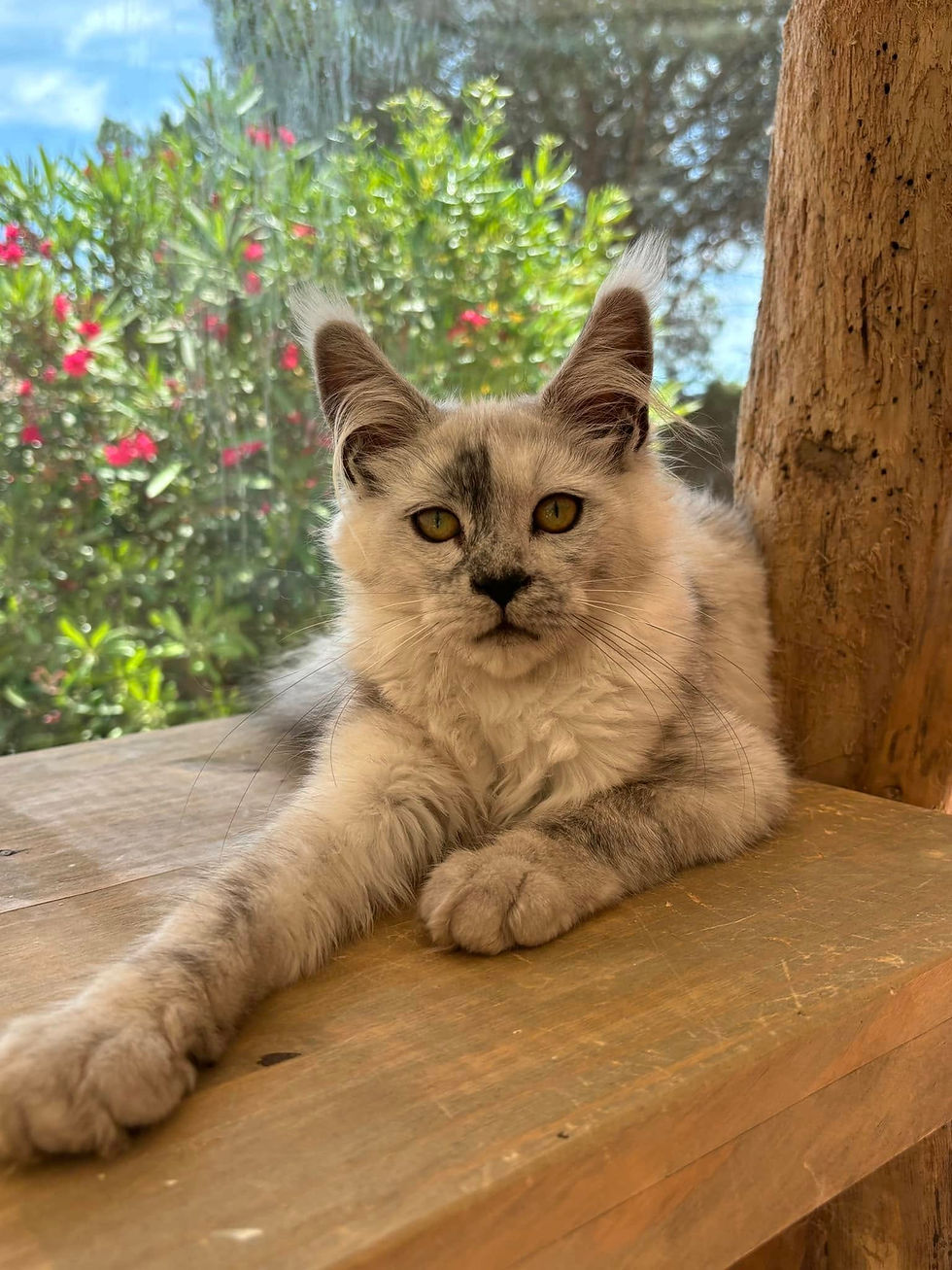 Vahiné femelle Maine coon black smoke high